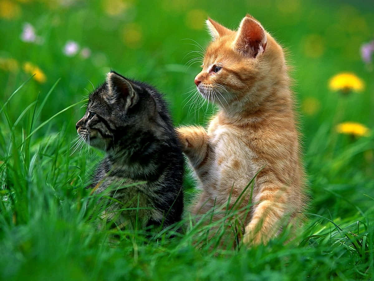tabby, ginger, vibrant green grass, SD Desktop Wallpaper