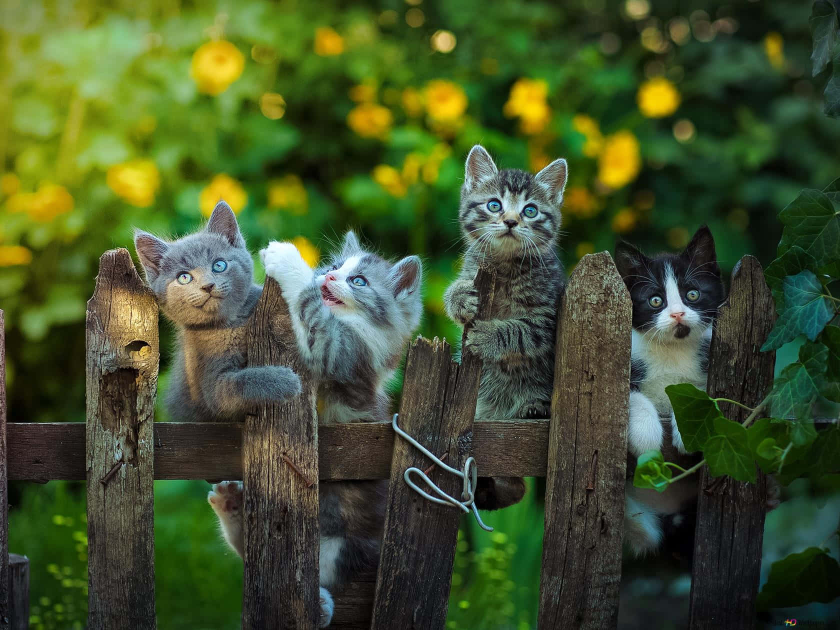cute kittens, brown wooden fence, blue eyes, HD Desktop Wallpaper