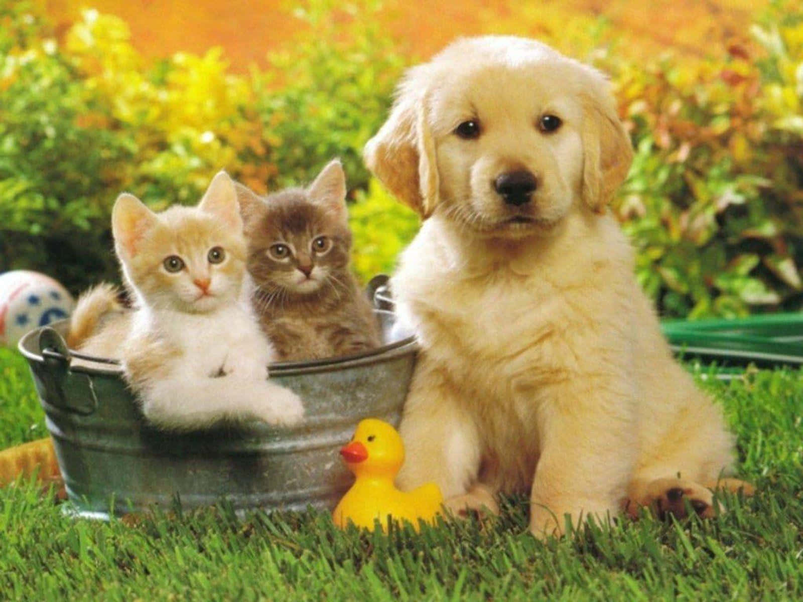 golden retriever puppy, metal tub, two kittens, HD Desktop Wallpaper