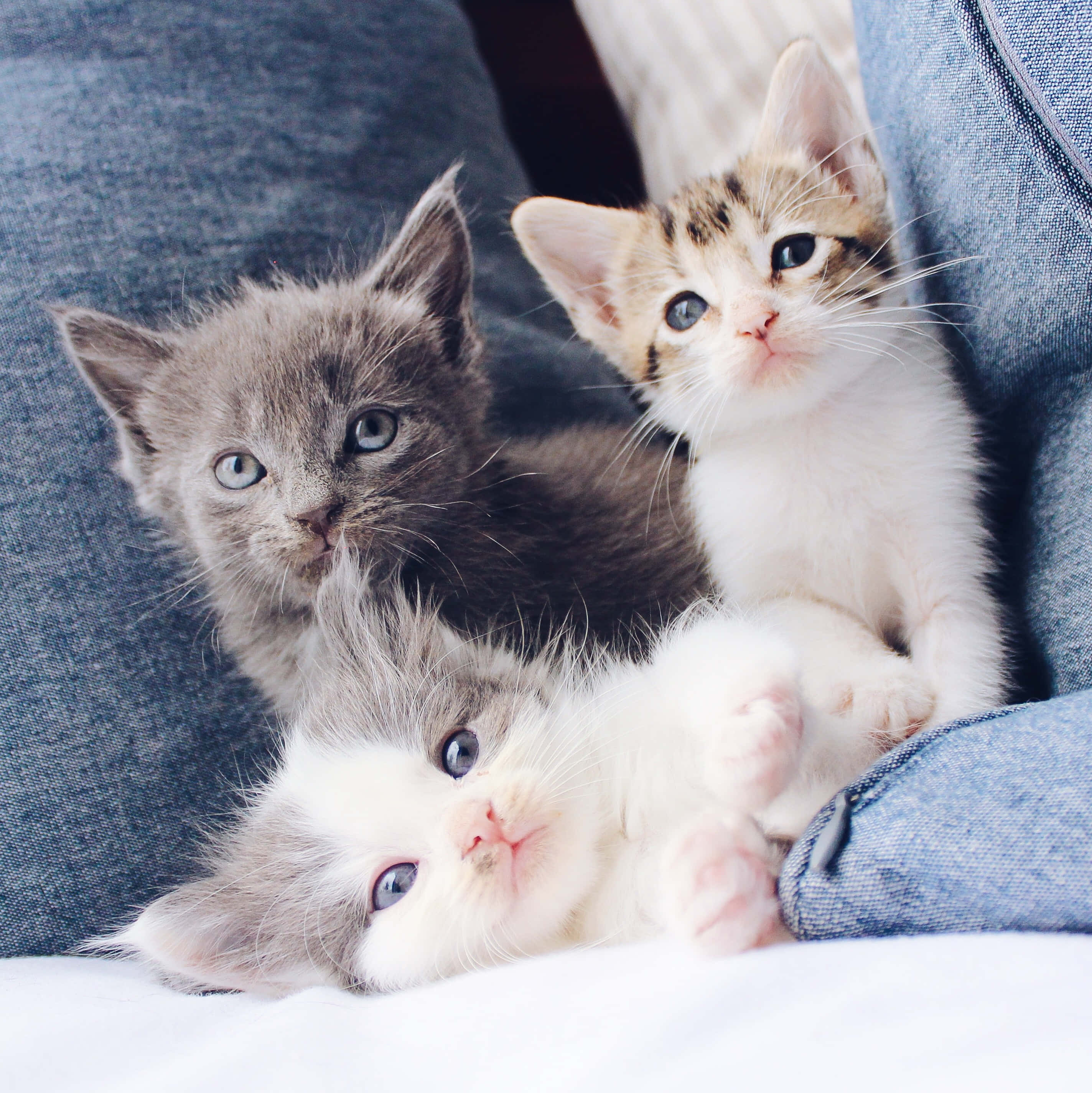 three cute kittens, fluffy kittens, striking blue eyes, 2K Phone Wallpaper