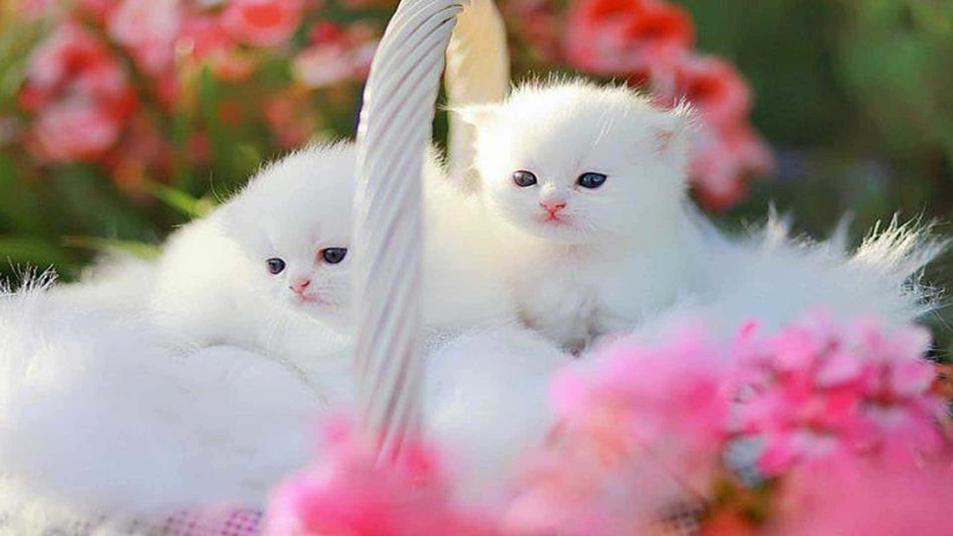 white kittens, faux fur, basket, Full HD Desktop Wallpaper