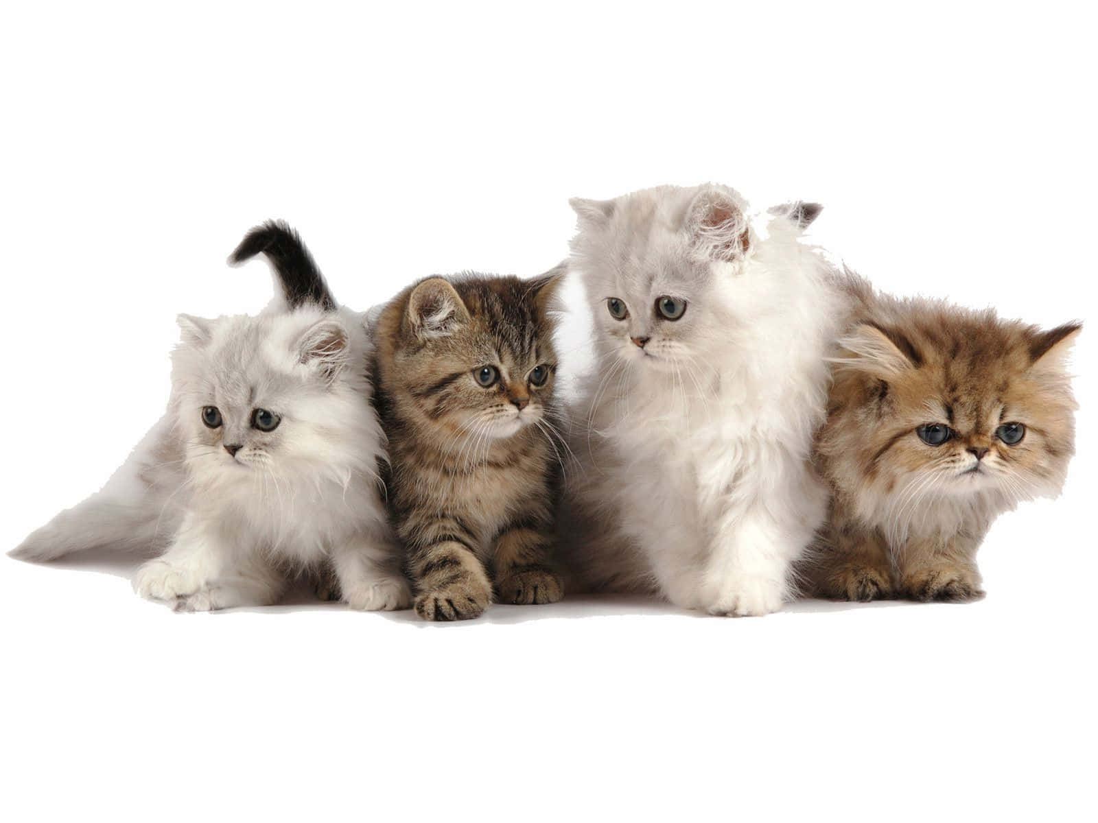four cute baby kittens, fluffy kittens, varying colors and patterns, HD Desktop Wallpaper