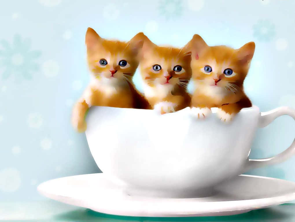 ginger kittens, teacup, white teacup, SD Desktop Wallpaper
