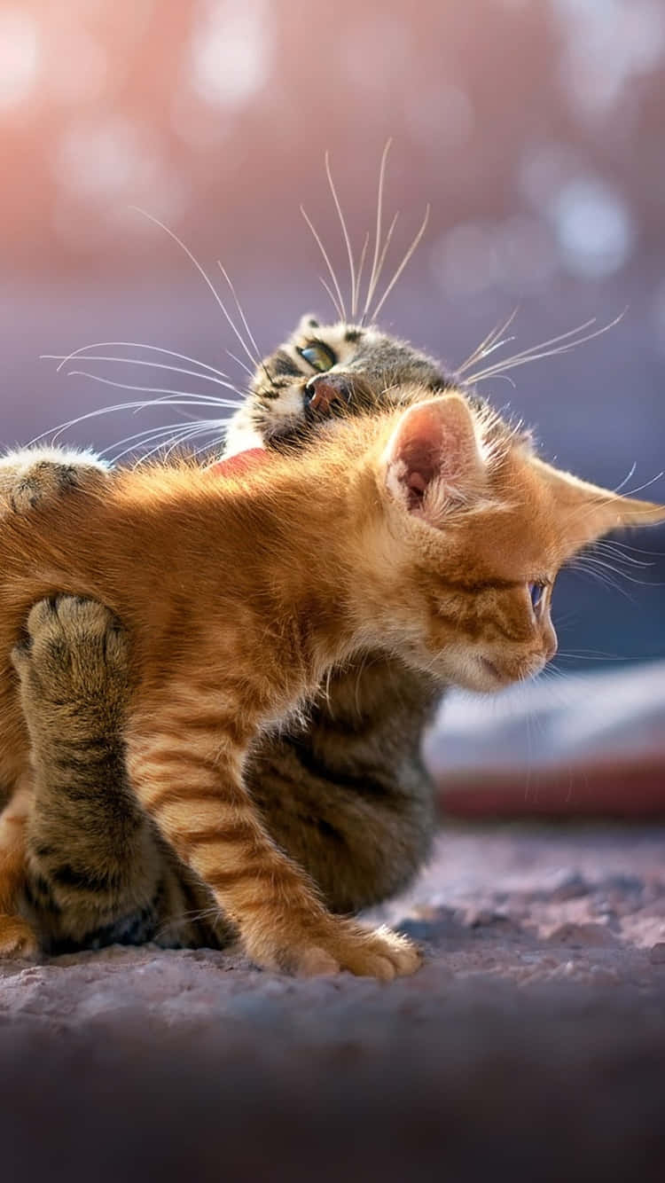 ginger kitten, tabby cat, soft blurred background, HD Phone Wallpaper