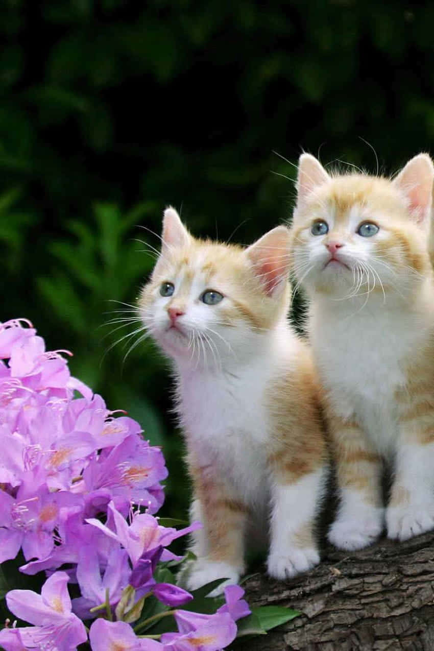 ginger kittens, wooden log, tree branch, SD Phone Wallpaper