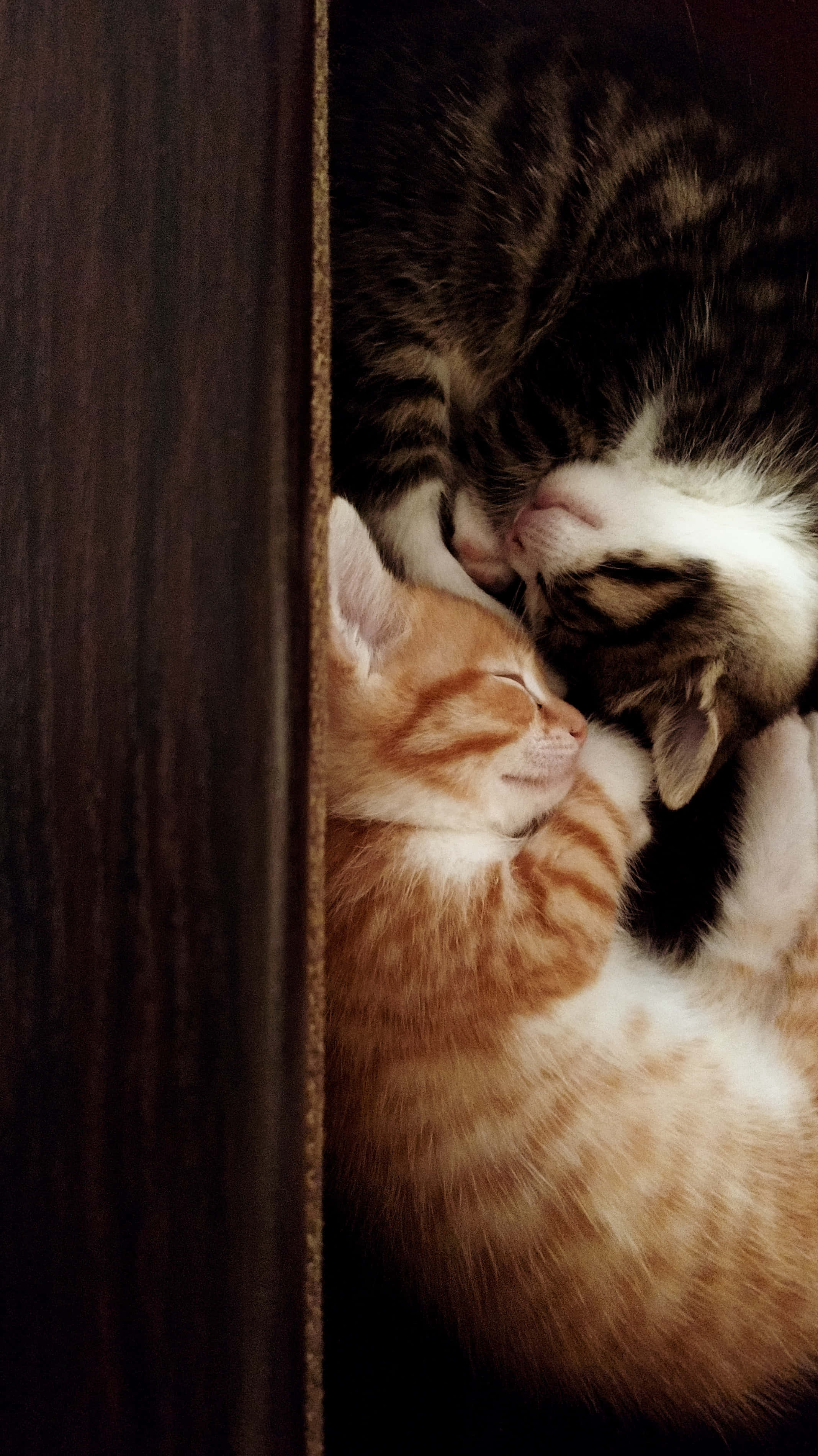 ginger kitten, tabby kitten, dark wooden crevice, 2K Phone Wallpaper