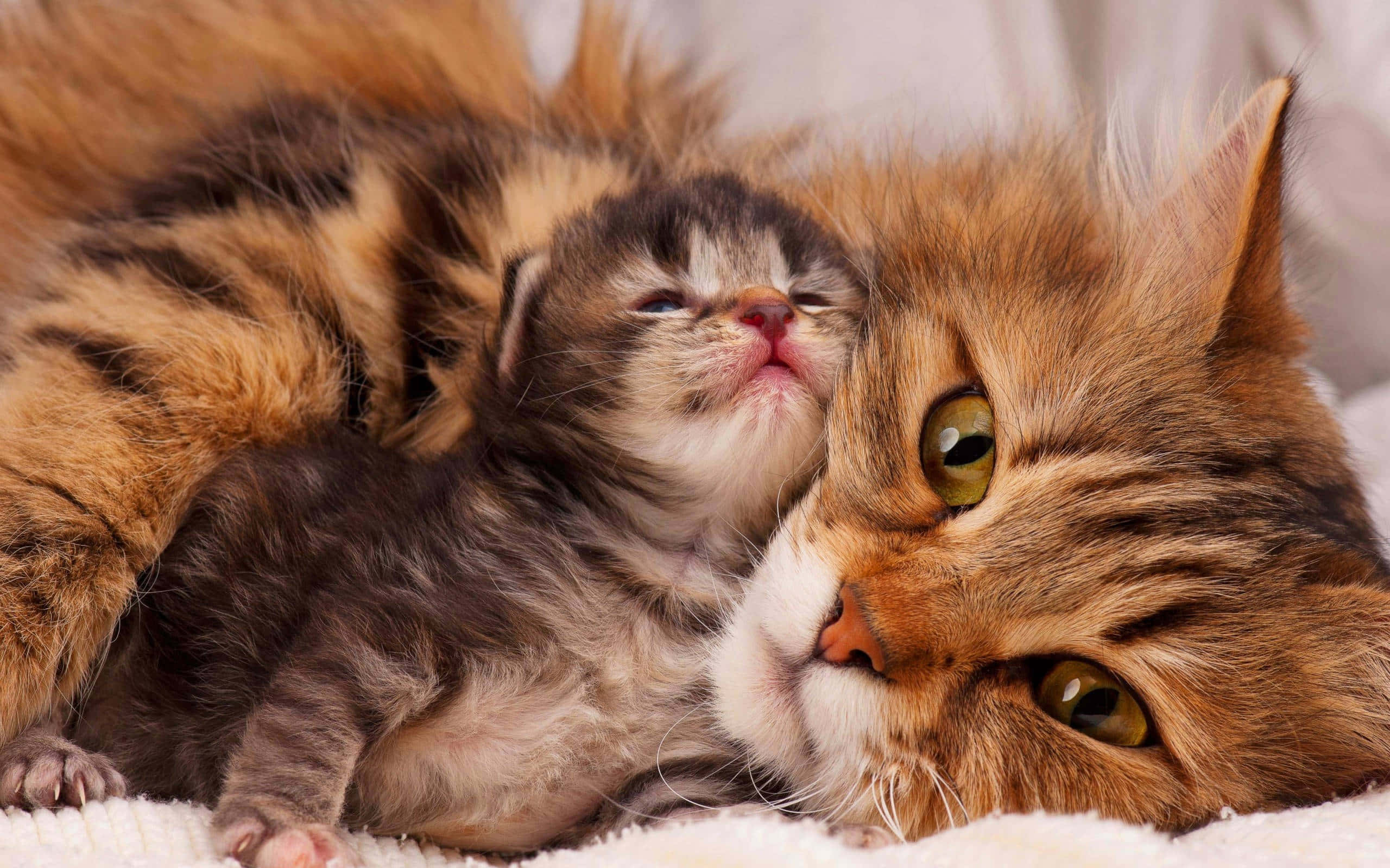 mother cat, cute kitten, fluffy tabby, 2K Desktop Wallpaper