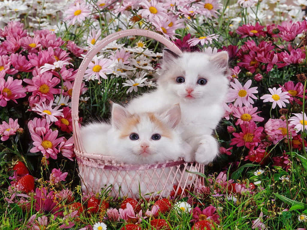 white kittens, pink basket, vibrant field, SD Desktop Wallpaper