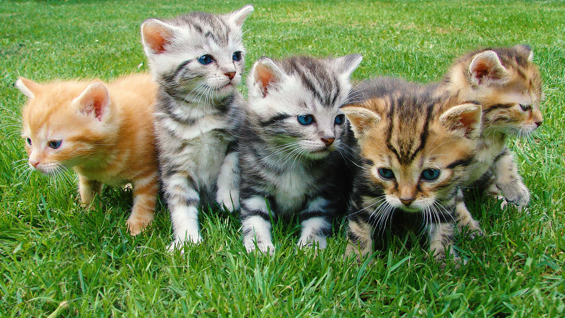 cute kittens, patch of grass, vibrant green grass, Full HD Desktop Wallpaper