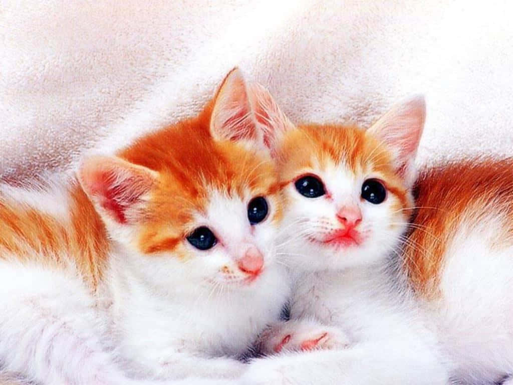 cute kittens, orange and white kittens, soft white blanket, SD Desktop Wallpaper