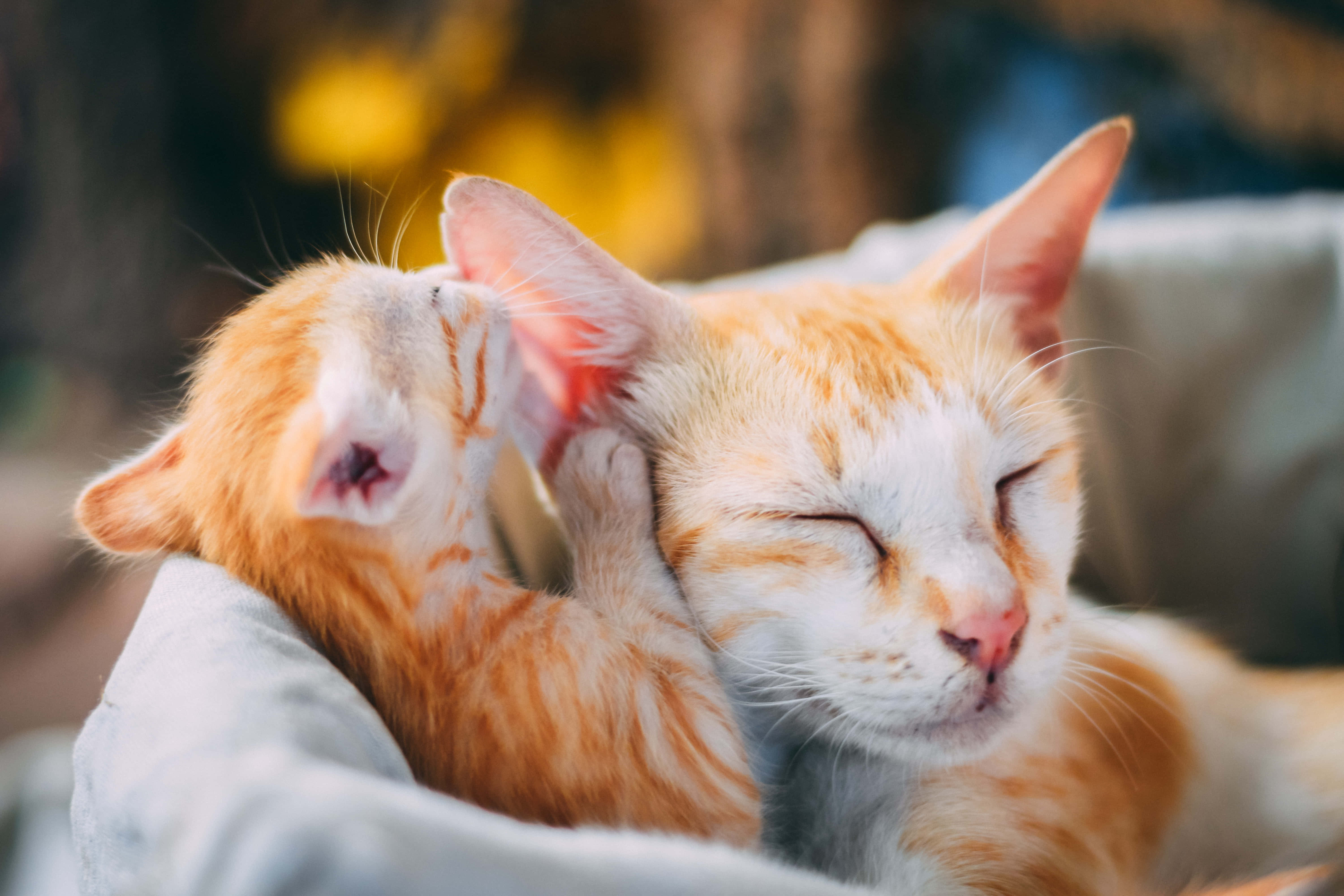 orange kitten, orange tabby cat, newborn kitten, 5K Desktop Wallpaper