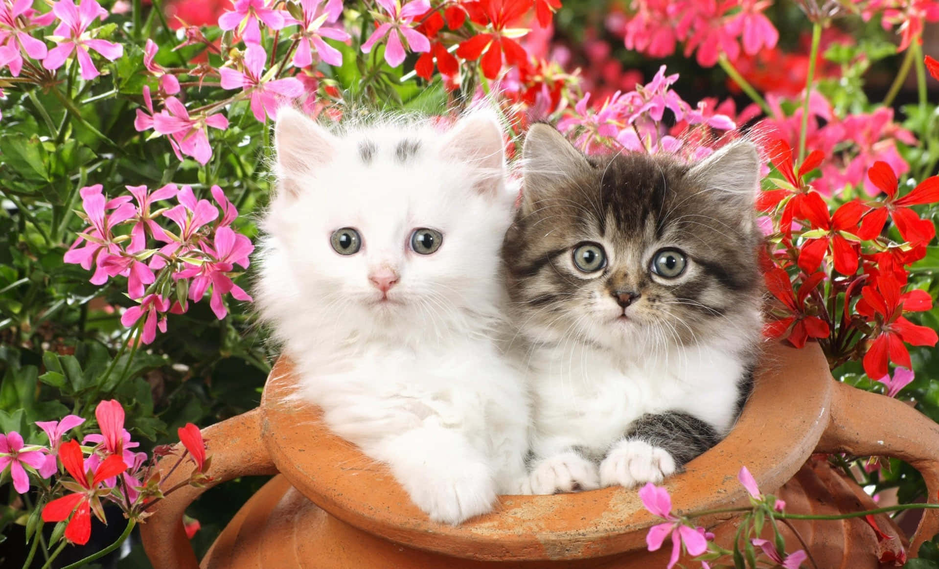 clay jar, terracotta pot, white kitten, HD Desktop Wallpaper