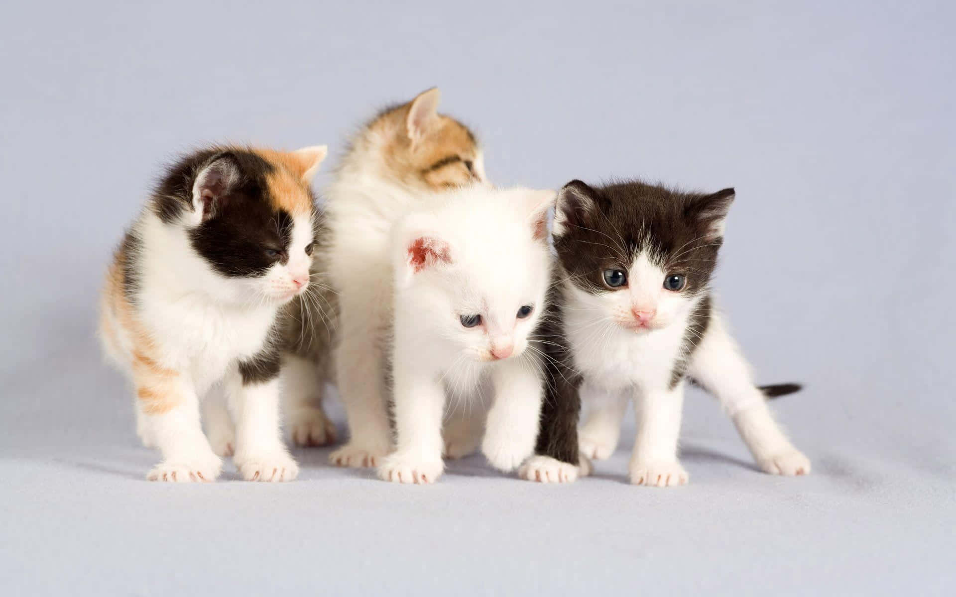 Clueless Four Cute Kittens, four adorable kittens, varied fur patterns, Full HD Desktop Wallpaper