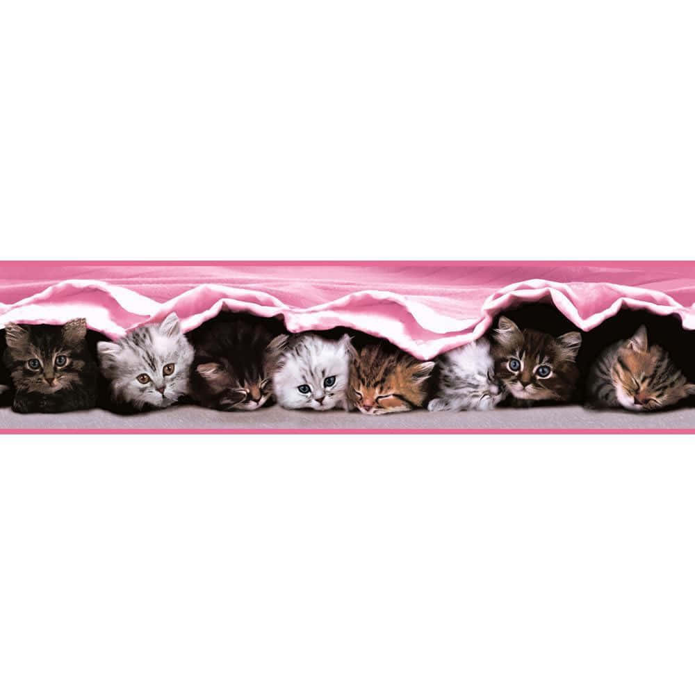 cute kittens, pink blanket, seven adorable kittens, SD Desktop Wallpaper