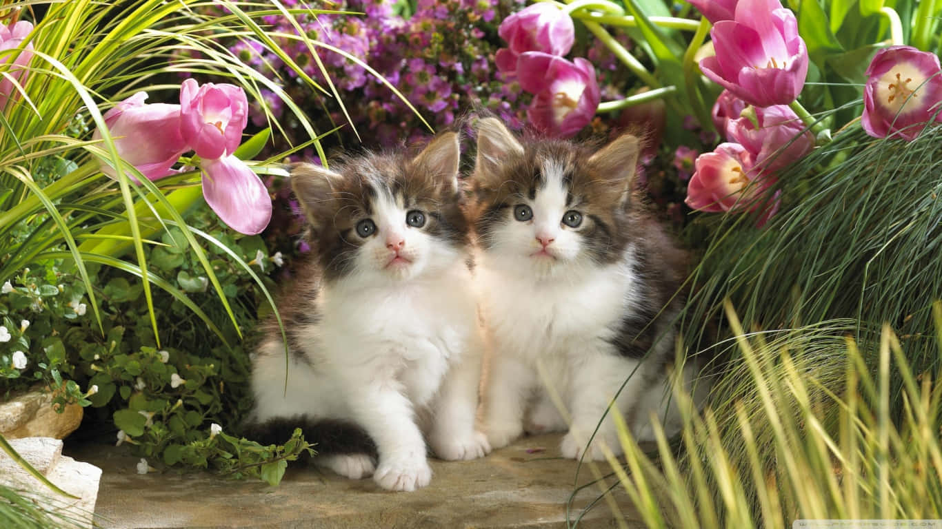 twin kittens, vibrant pink tulips, lush green grass, HD Desktop Wallpaper