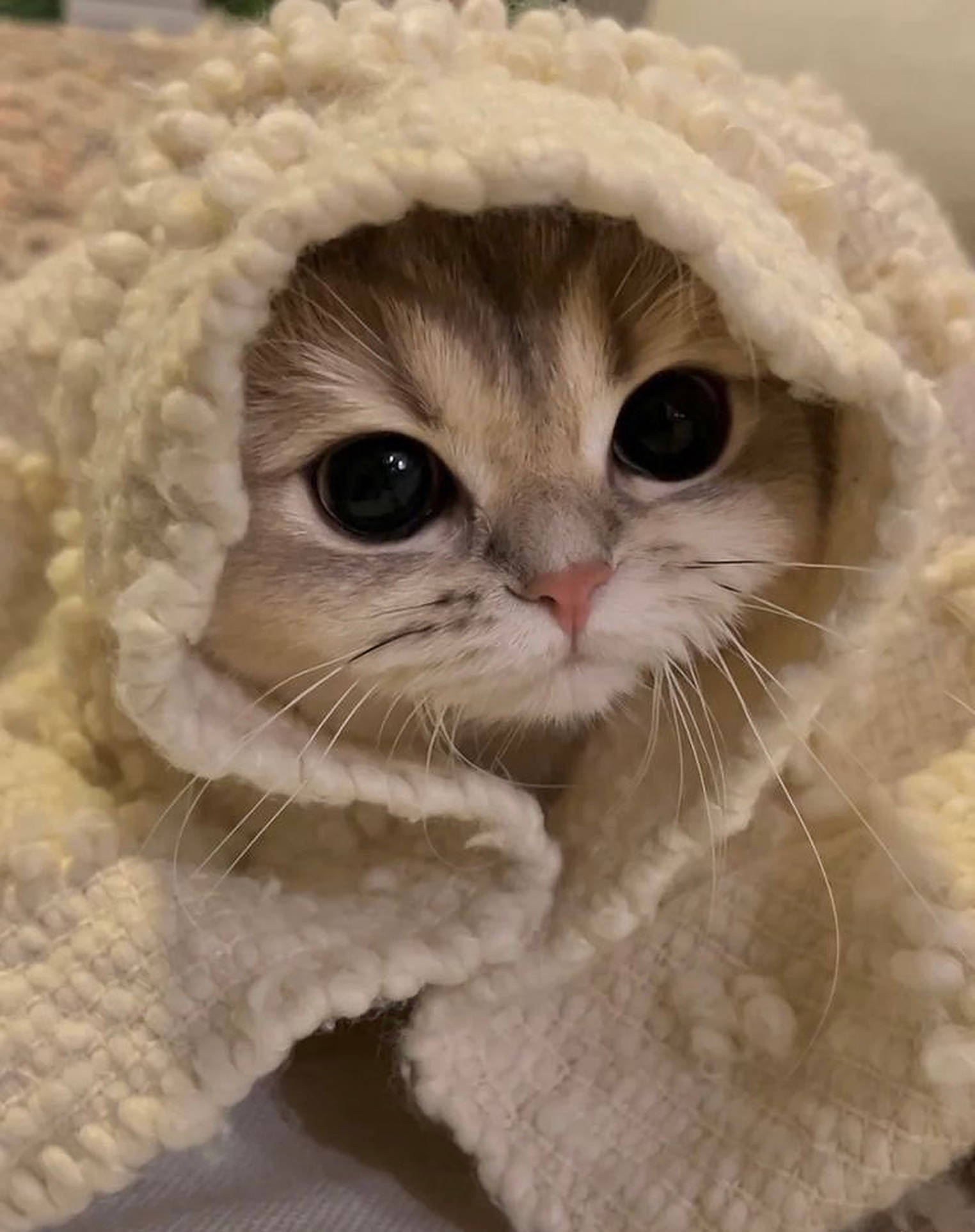 fluffy cream-colored cat, cozy textured blanket hood, wide innocent eyes, Full HD Phone Wallpaper