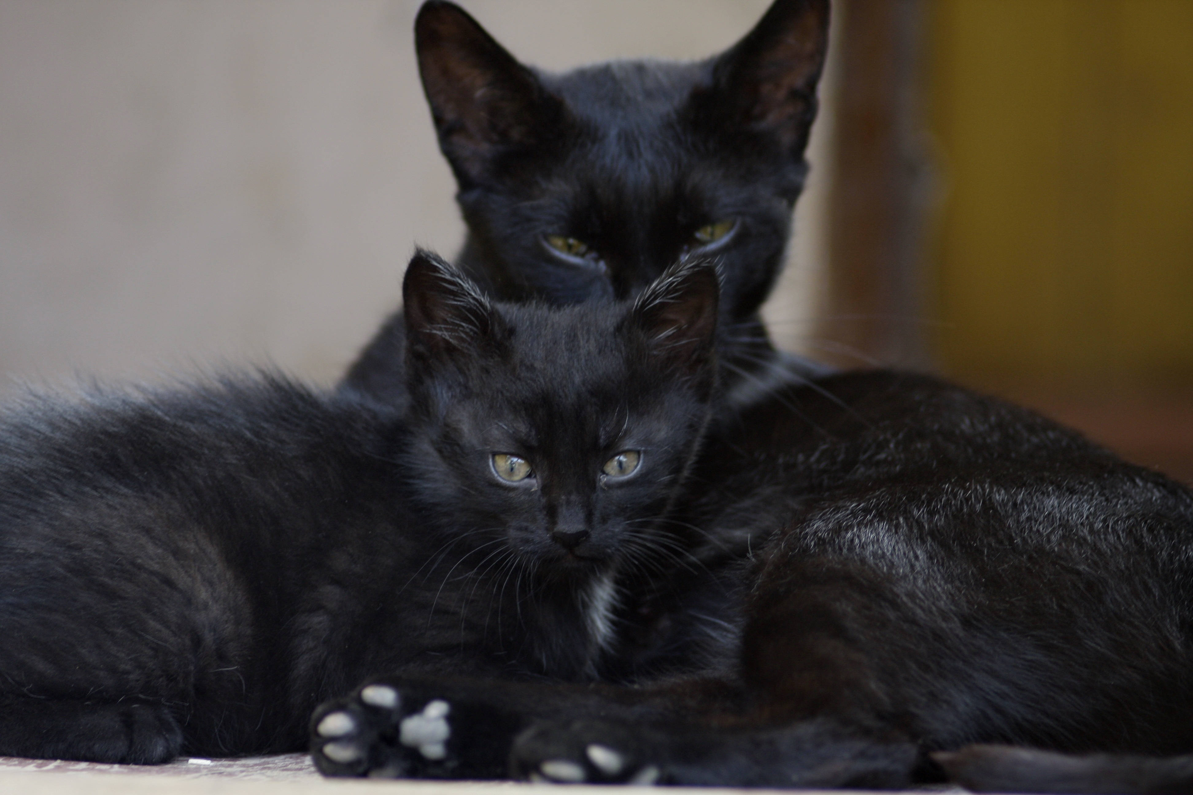 black cat family, sleek black cats, glowing green eyes, 4K Desktop Wallpaper