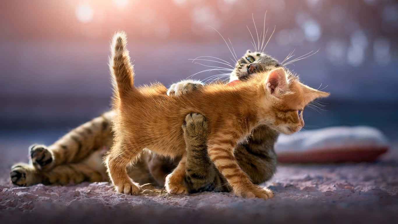 adult tabby cat, cute kitten, ginger kitten, HD Desktop Wallpaper