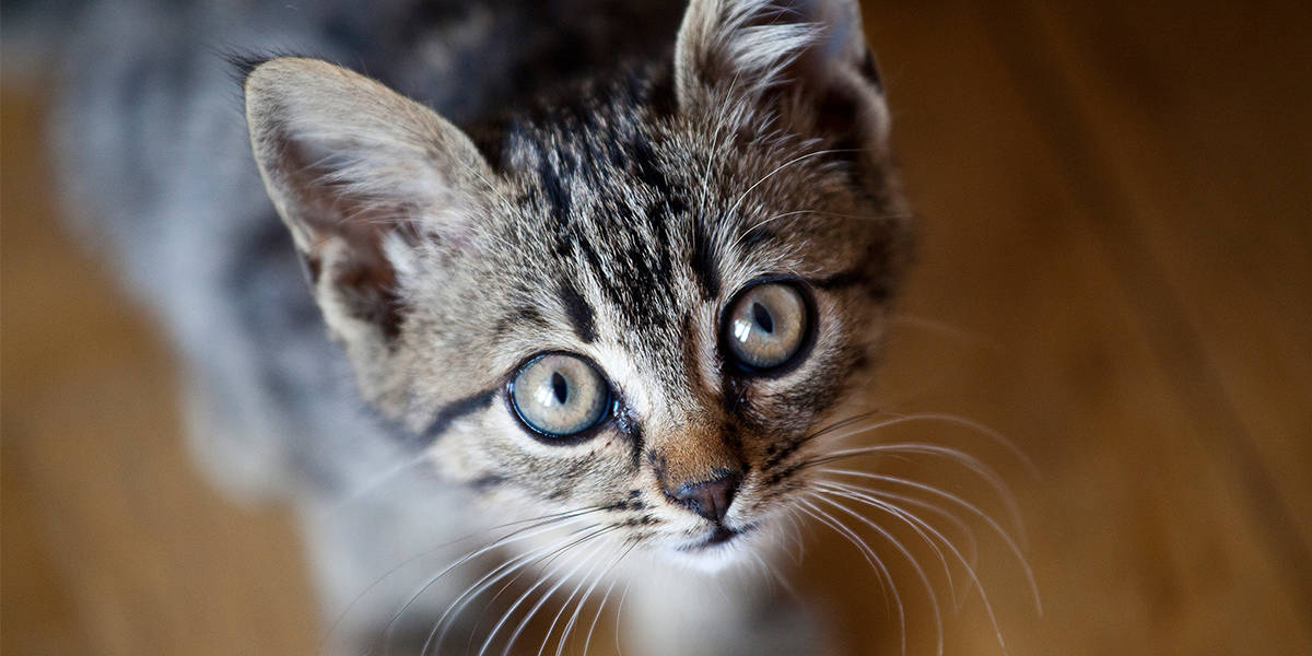 tabby kitten, wide curious eyes, wooden floor, SD Desktop Wallpaper