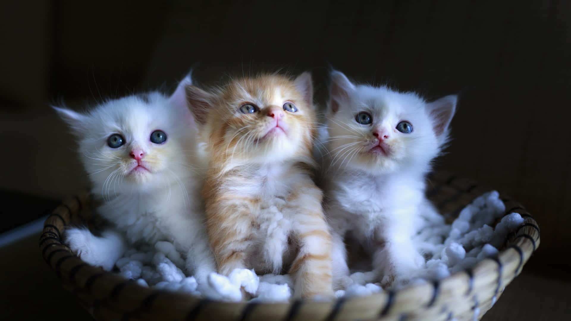brown woven basket, fluffy kittens, wide blue eyes, Full HD Desktop Wallpaper