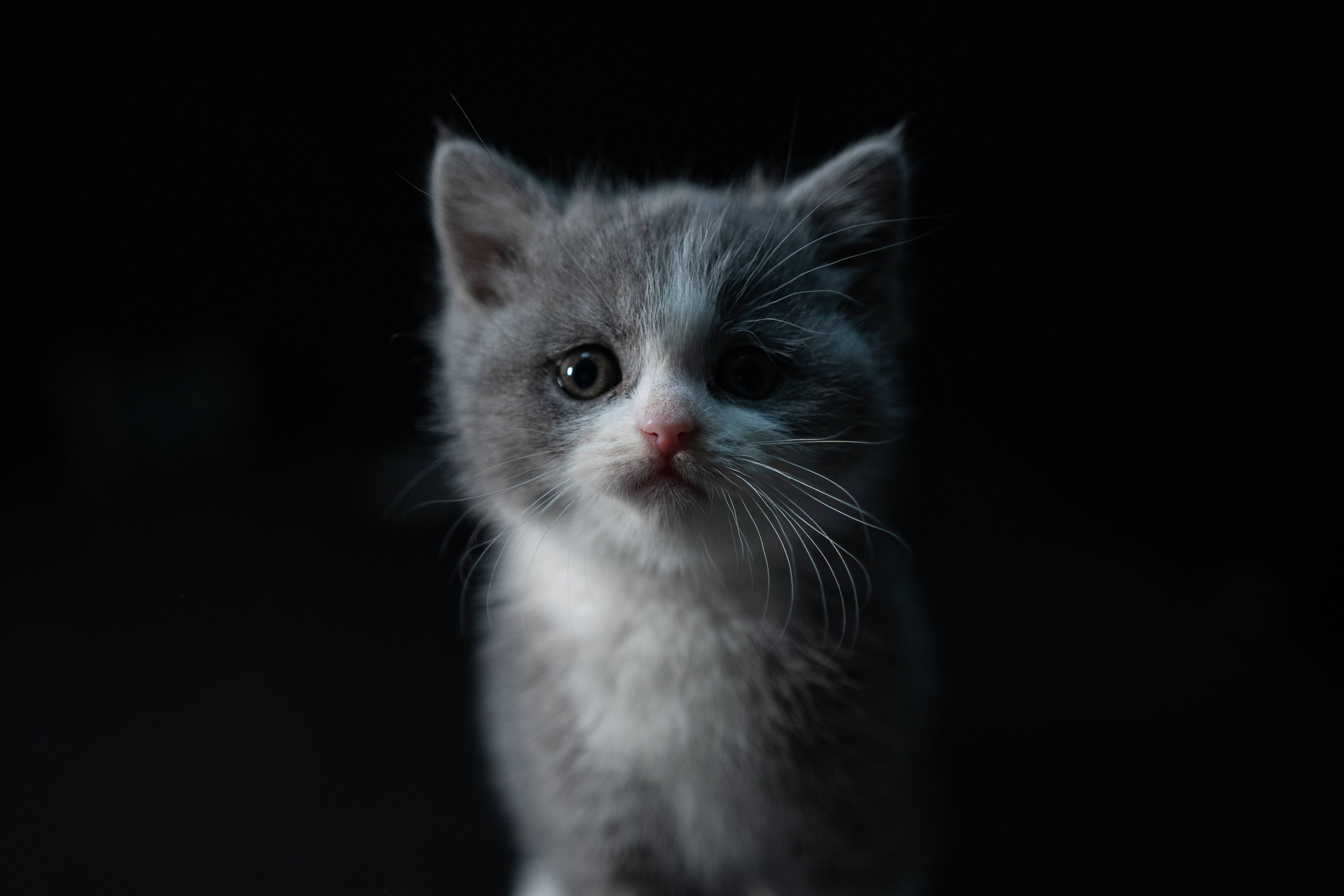 gray and white kitten, wide curious eyes, pure black background, 5K Desktop Wallpaper