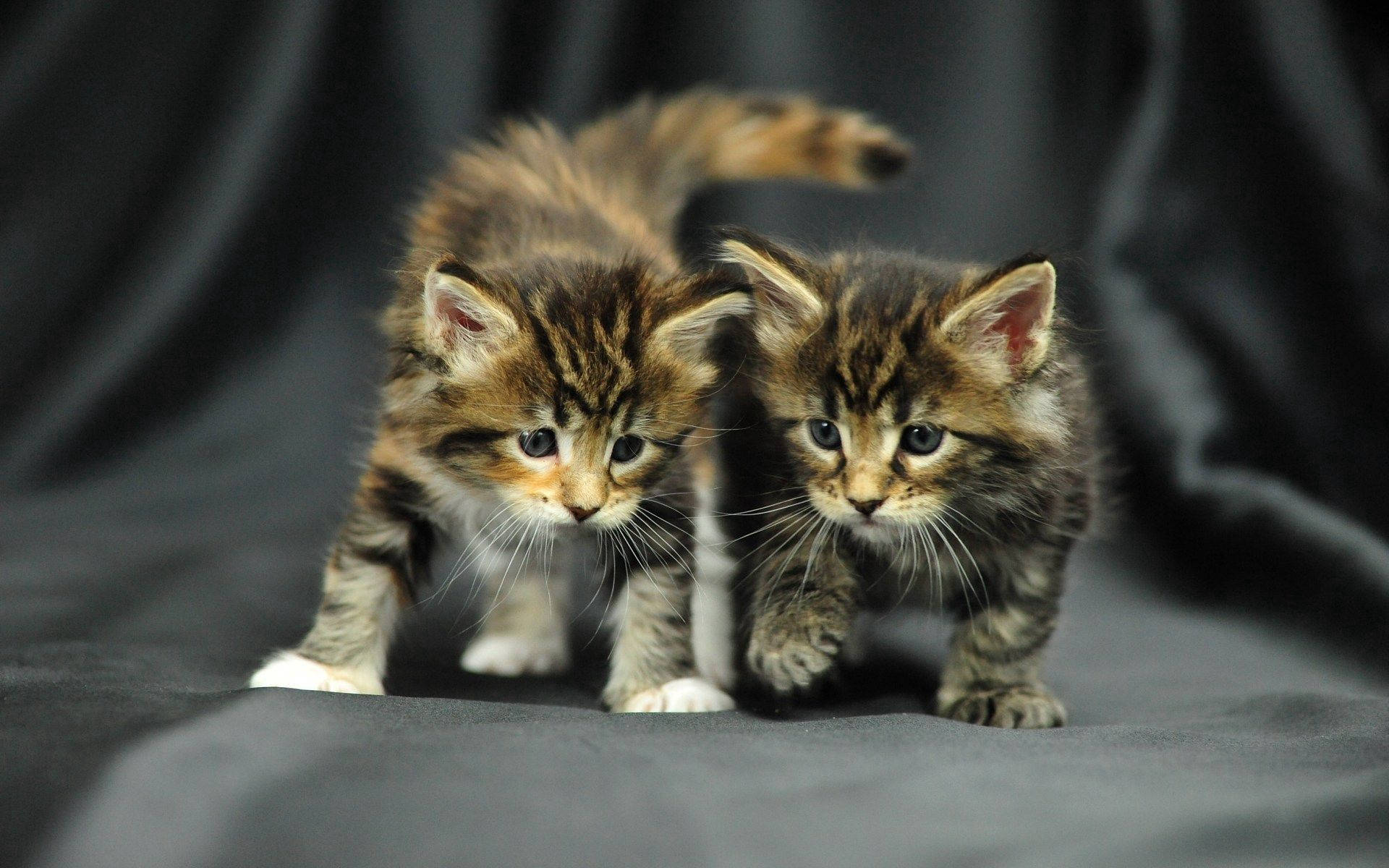 fluffy tabby kittens, wide blue eyes, dark gray fabric surface, Full HD Desktop Wallpaper