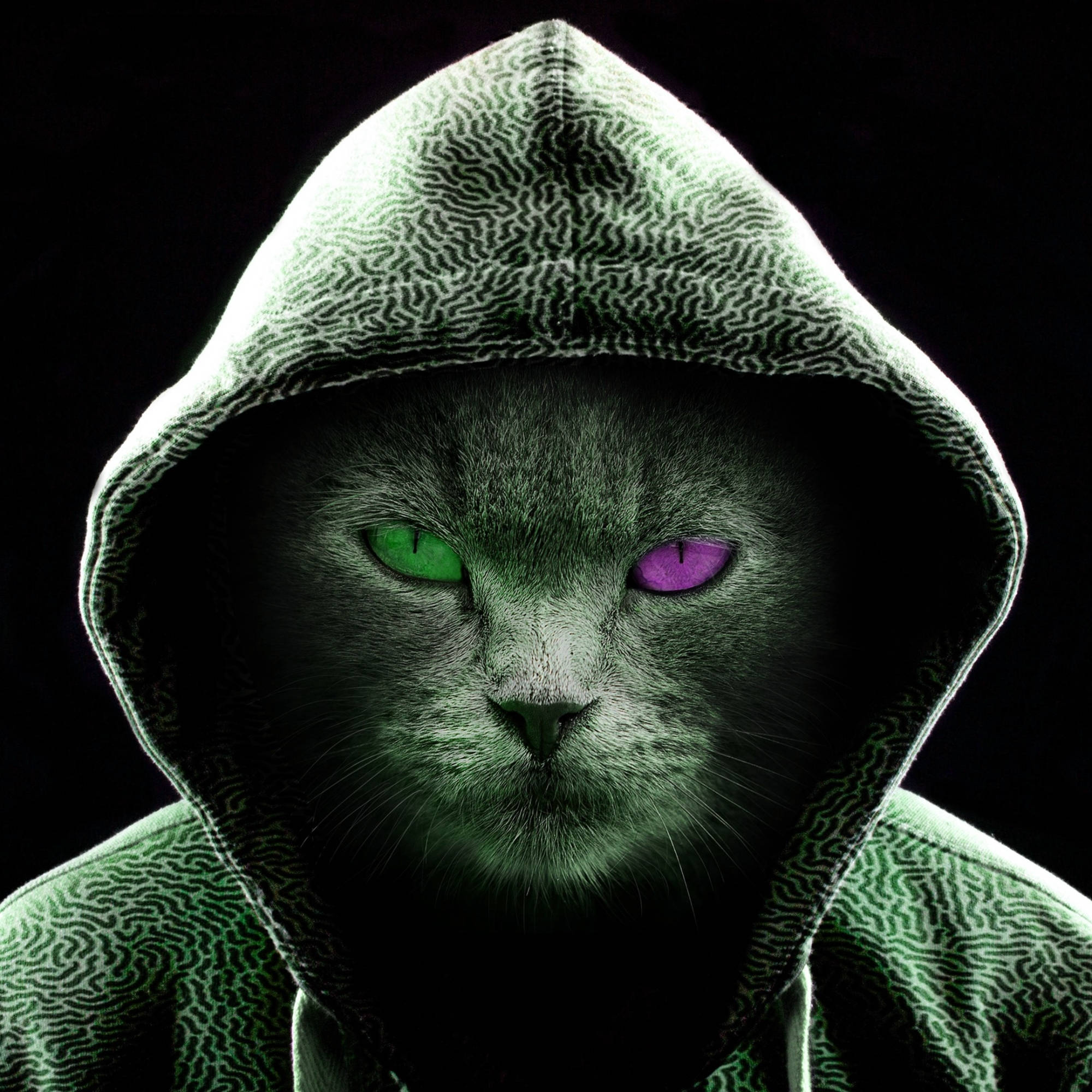 hooded jacket, glowing green and purple eyes, gray cat, Full HD Desktop Wallpaper