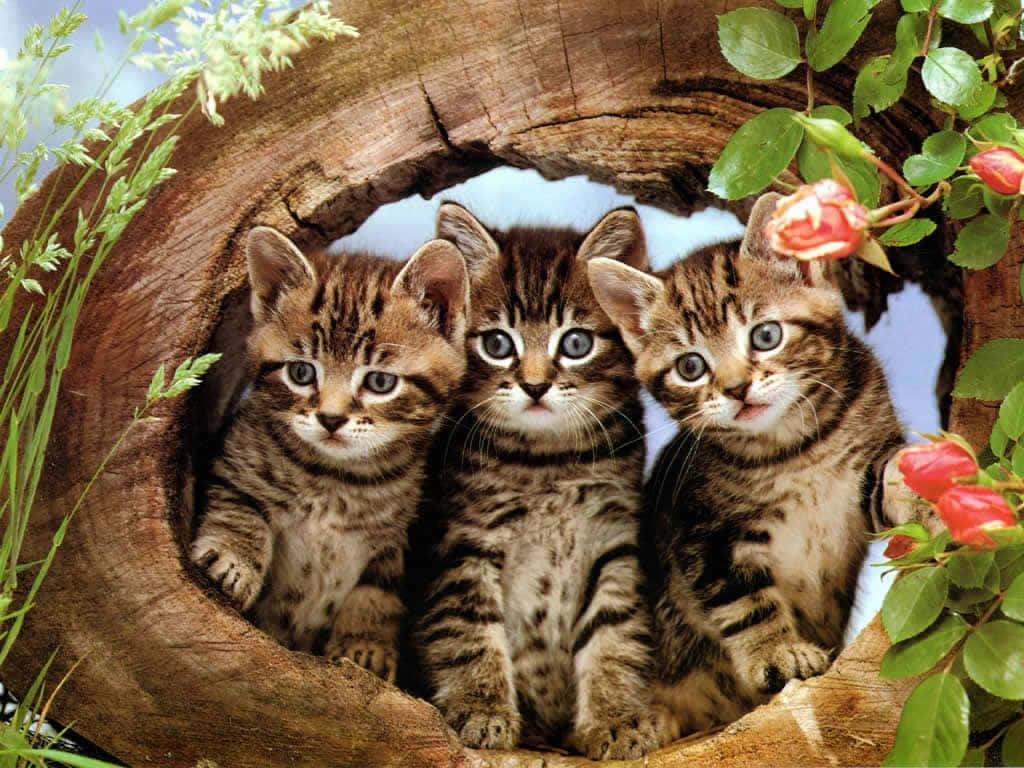 tabby kittens, tree trunk, hollow log, SD Desktop Wallpaper
