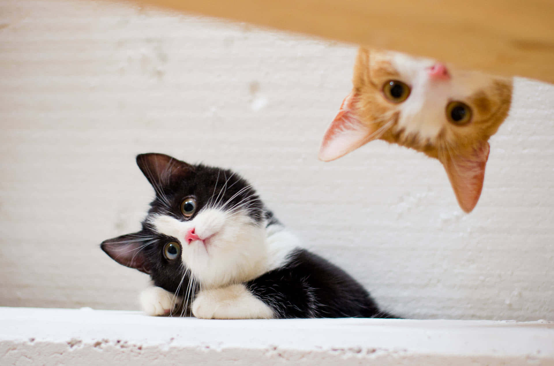 black and white kitten, orange kitten, ledge, Full HD Desktop Wallpaper