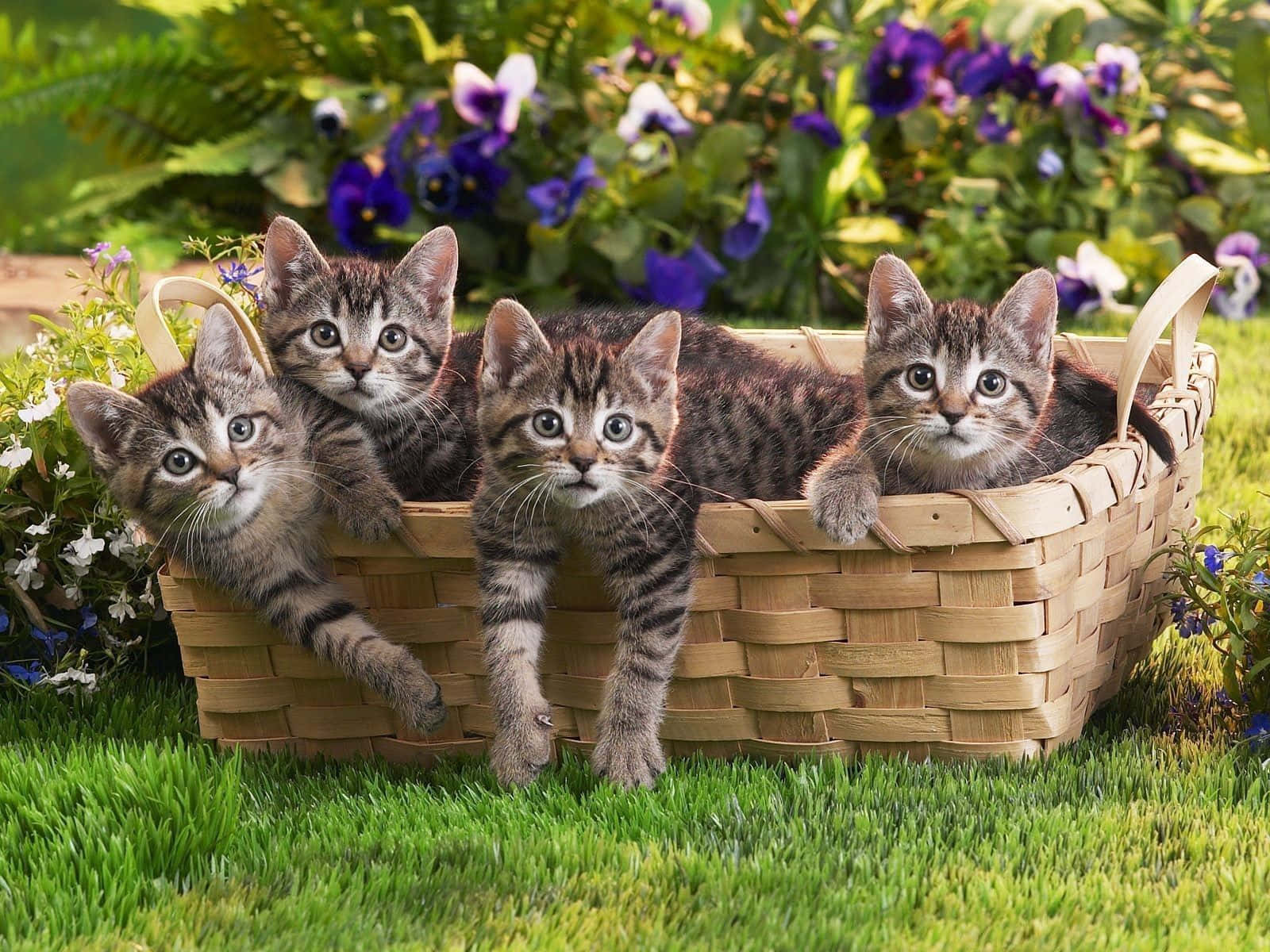 grey tabby cute kittens, square basket, woven basket, HD Desktop Wallpaper