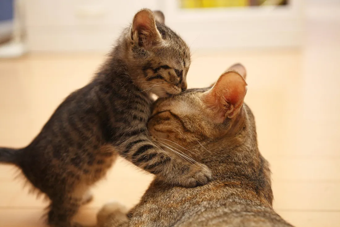 Cute kitty