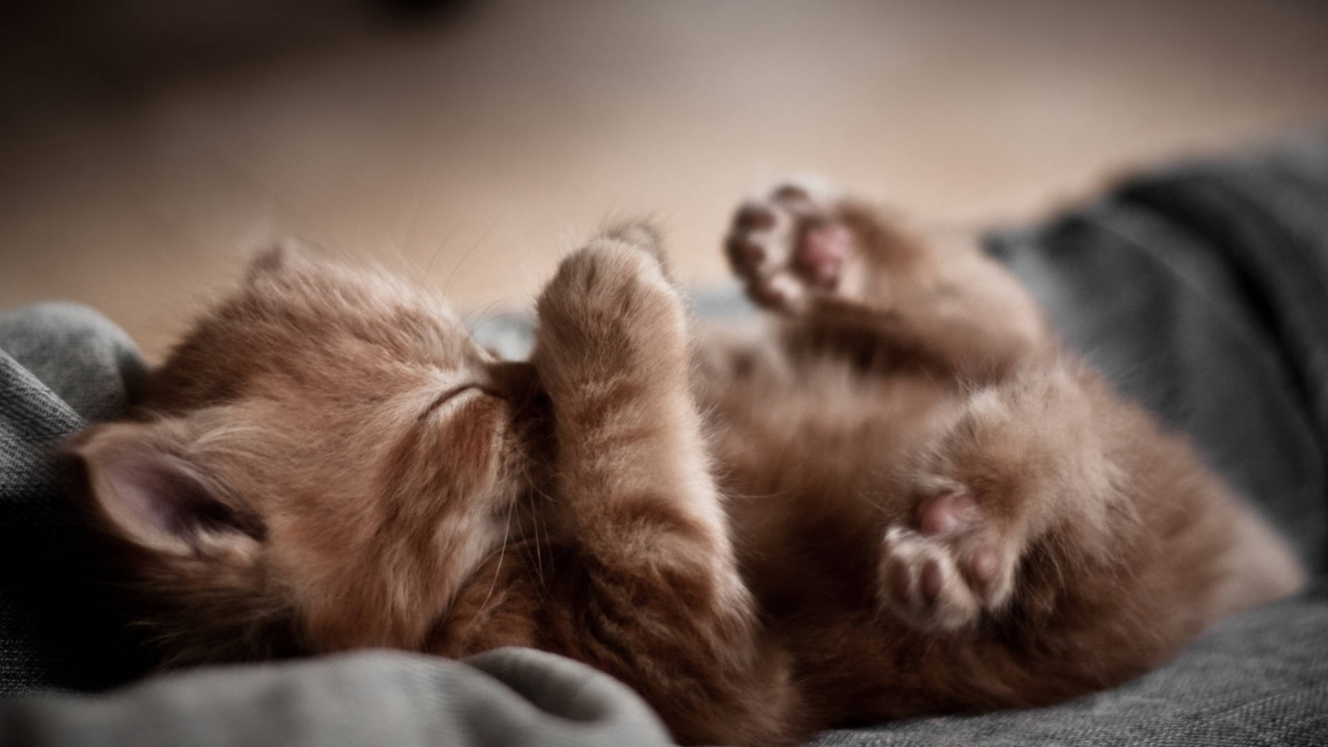 ginger kitten, fluffy, sleeps peacefully, Full HD Desktop Wallpaper