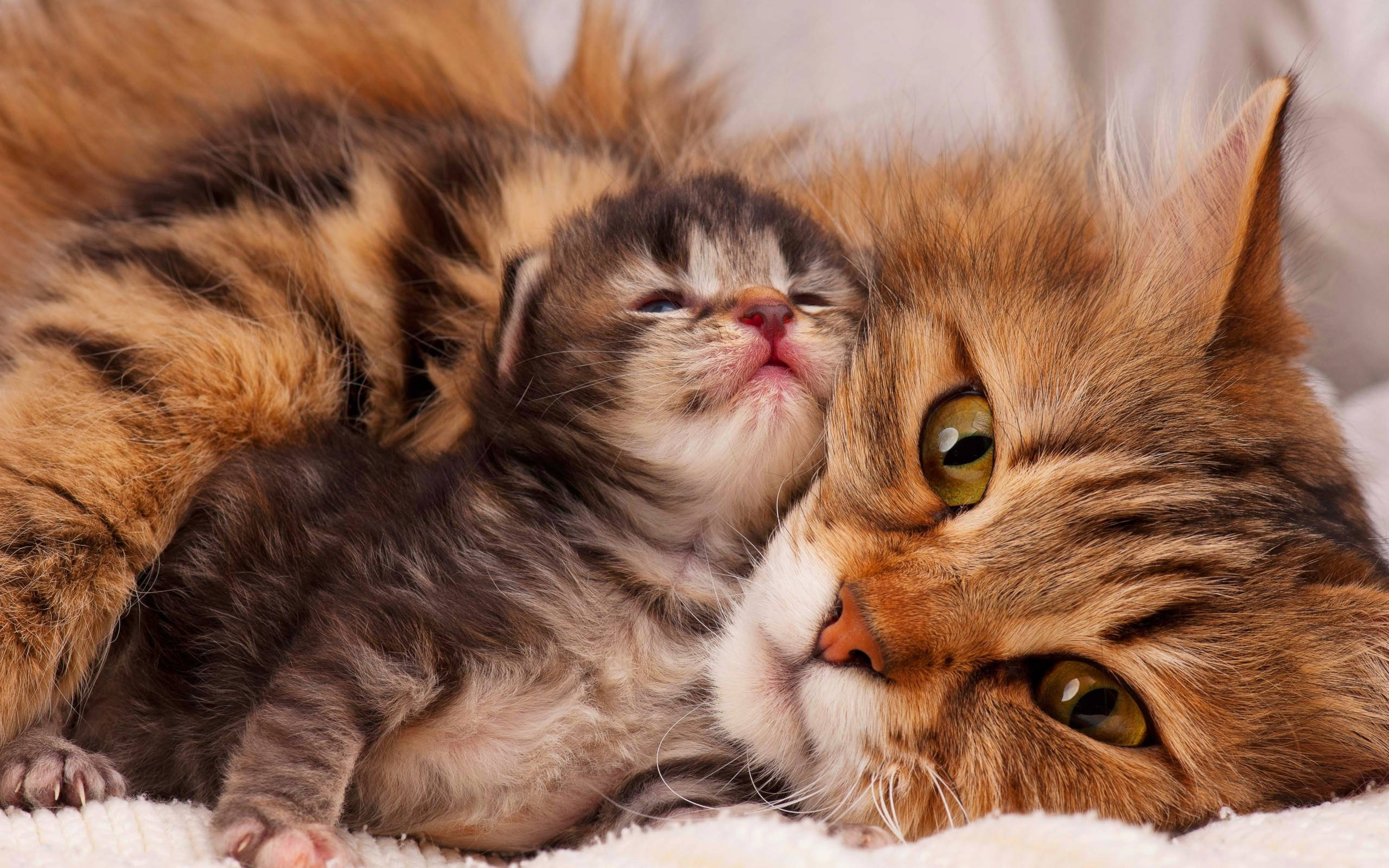 fluffy tabby mother cat, tiny striped kitten, soft white blanket, 2K Desktop Wallpaper