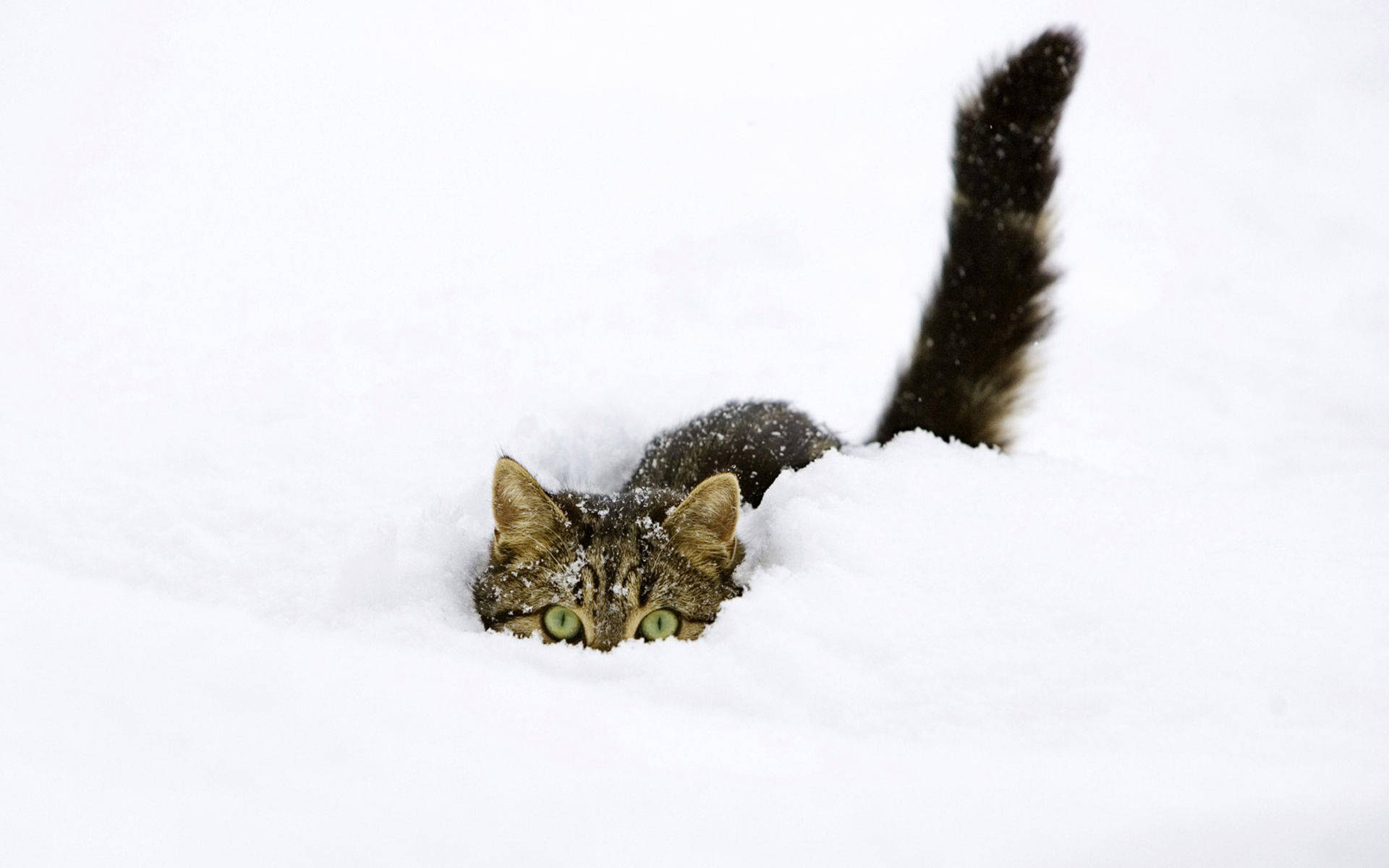 tabby kitten, green eyes, snowy mound, Full HD Desktop Wallpaper