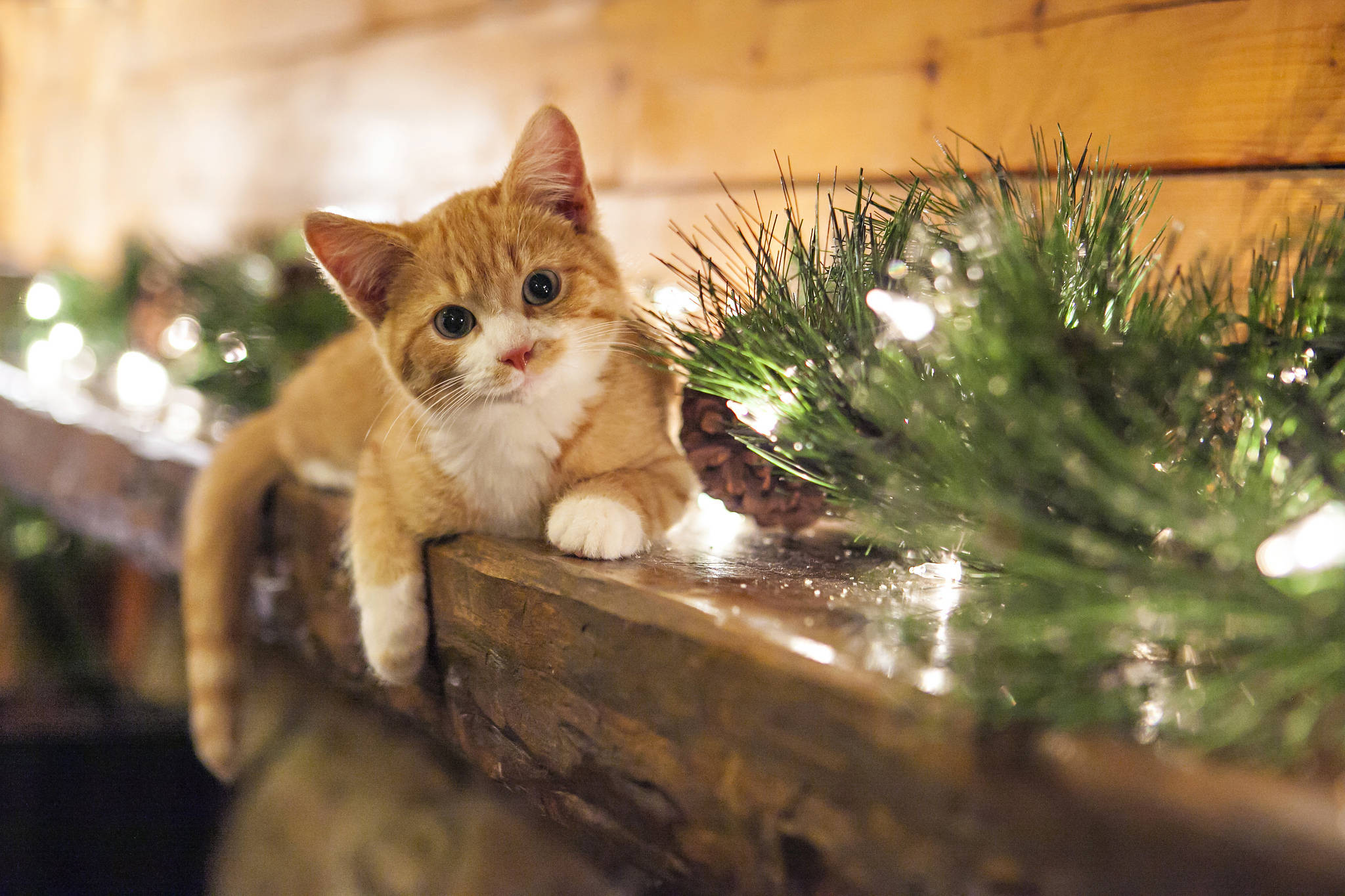 ginger kitten, white paws, wooden mantel, Full HD Desktop Wallpaper