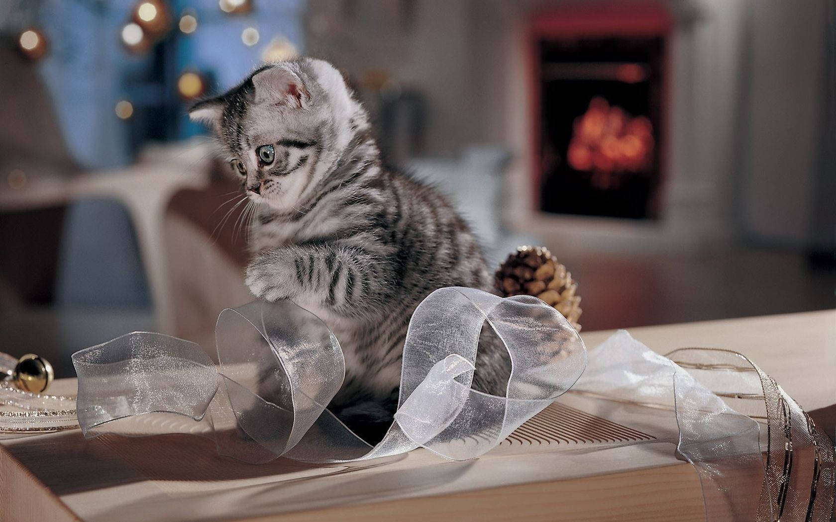 silver tabby kitten, sheer ribbon, wooden surface, HD Desktop Wallpaper