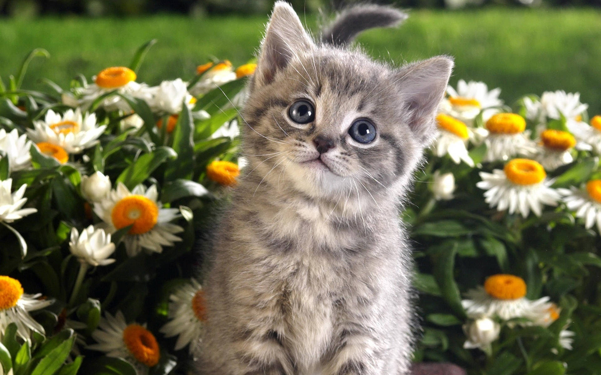 cute kitty, daisy flowers, fluffy gray tabby kitten, Full HD Desktop Wallpaper