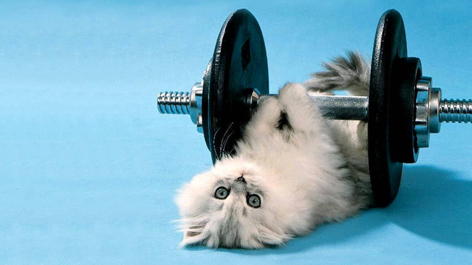 fluffy white kitten, black dumbbell, solid blue background, HD Desktop Wallpaper
