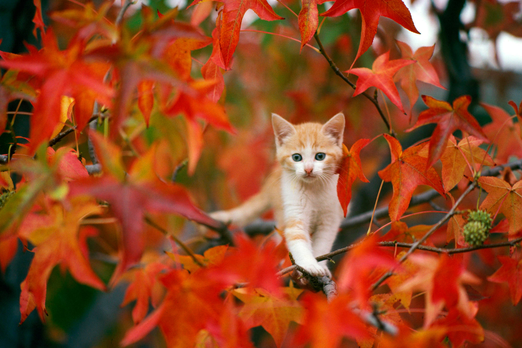 ginger kitten, bright blue eyes, branch, Full HD Desktop Wallpaper