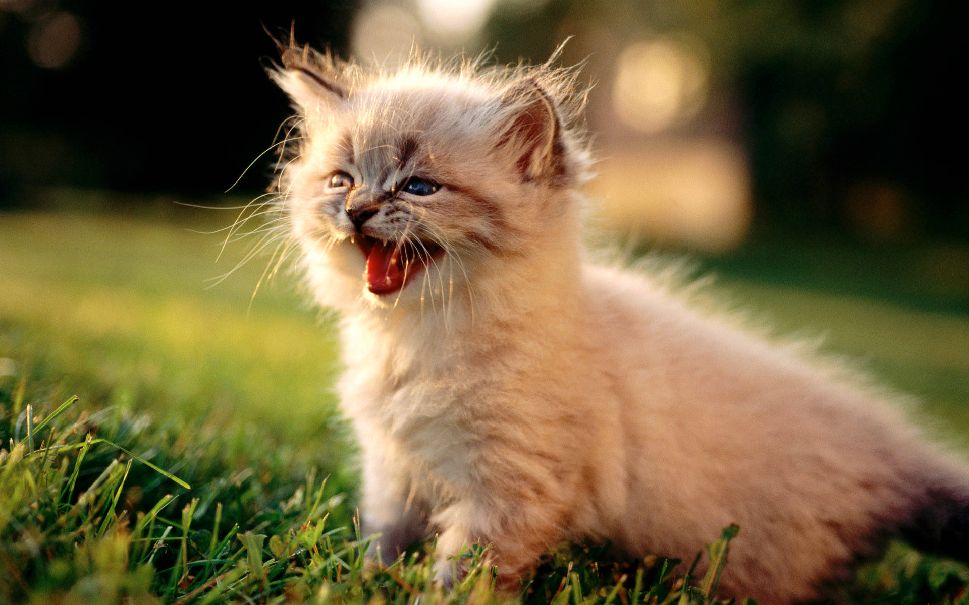 cute kitty, fluffy cream kitten, sunlit grass, Full HD Desktop Wallpaper