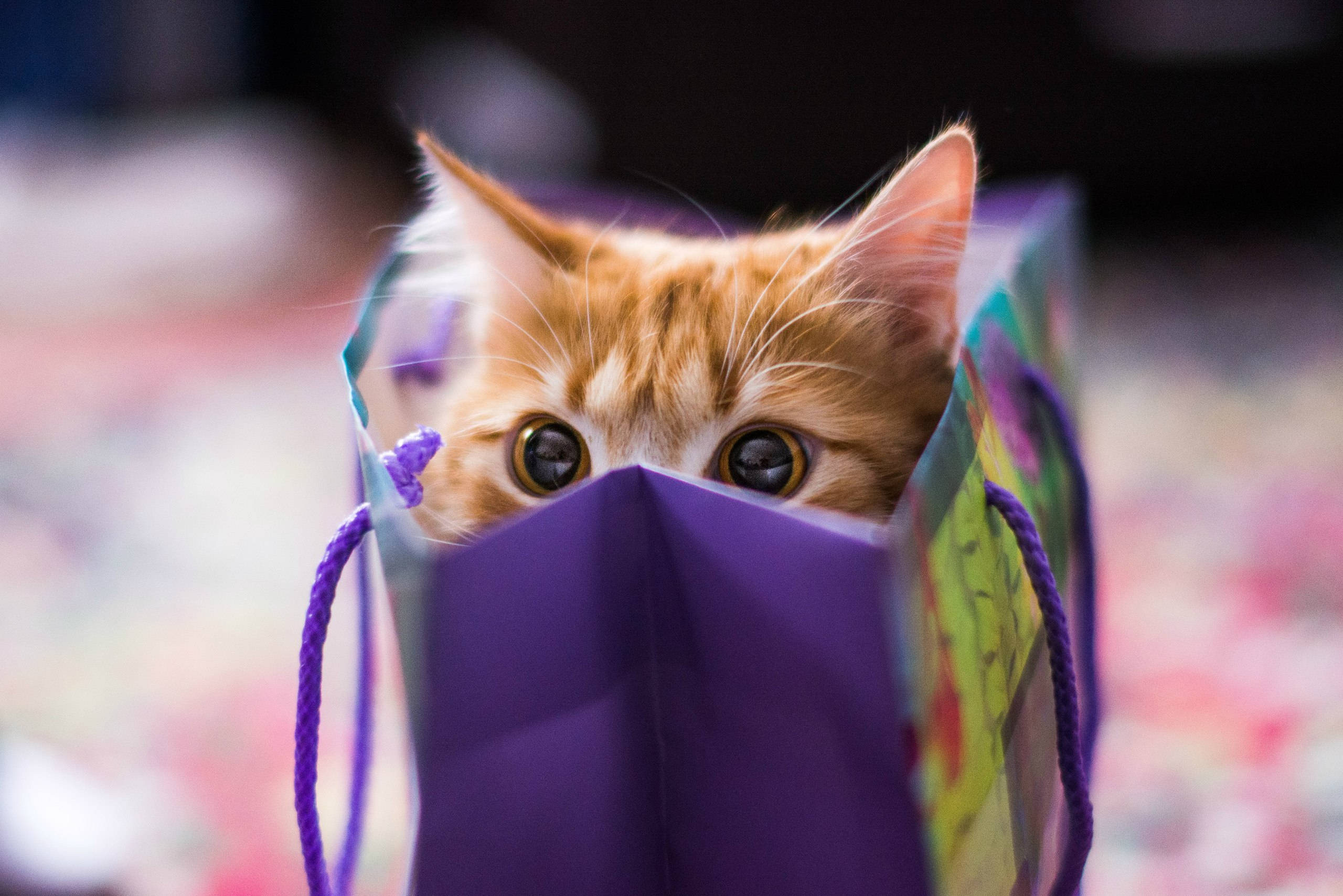 ginger kitten, purple gift bag, wide startled eyes, 2K Desktop Wallpaper