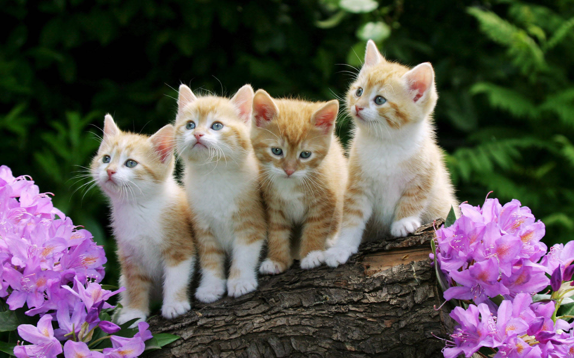 cute kitty, fluffy orange and white kittens, tree branch, Full HD Desktop Wallpaper