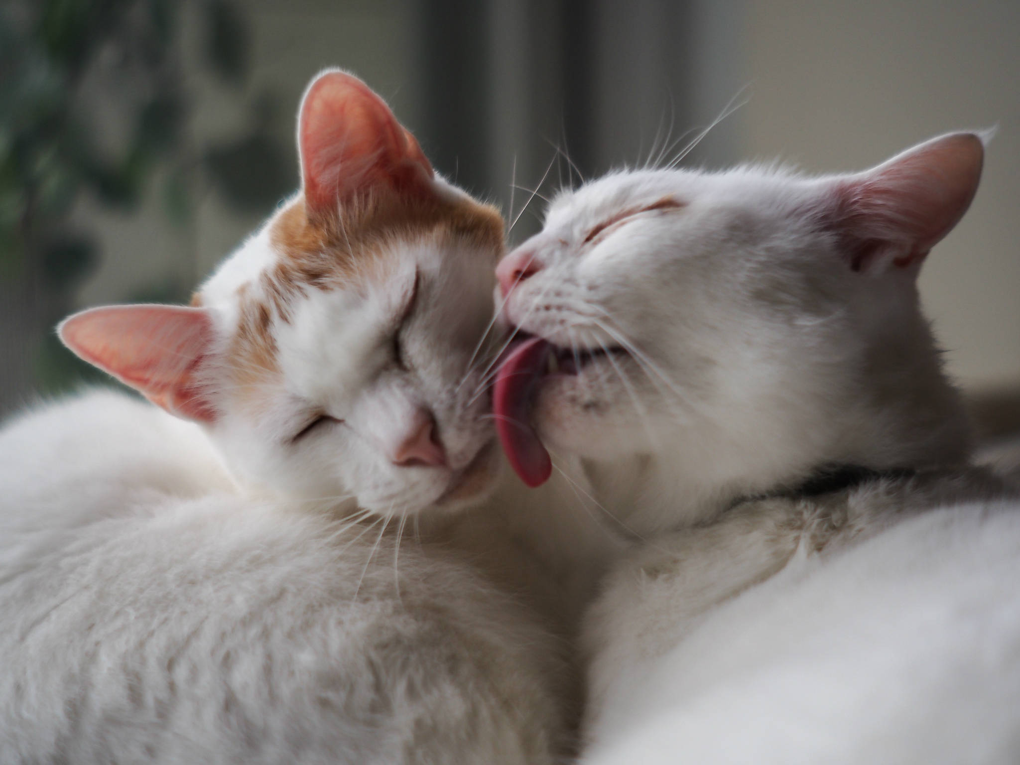 cute kitty, white cat, calico cat, Full HD Desktop Wallpaper