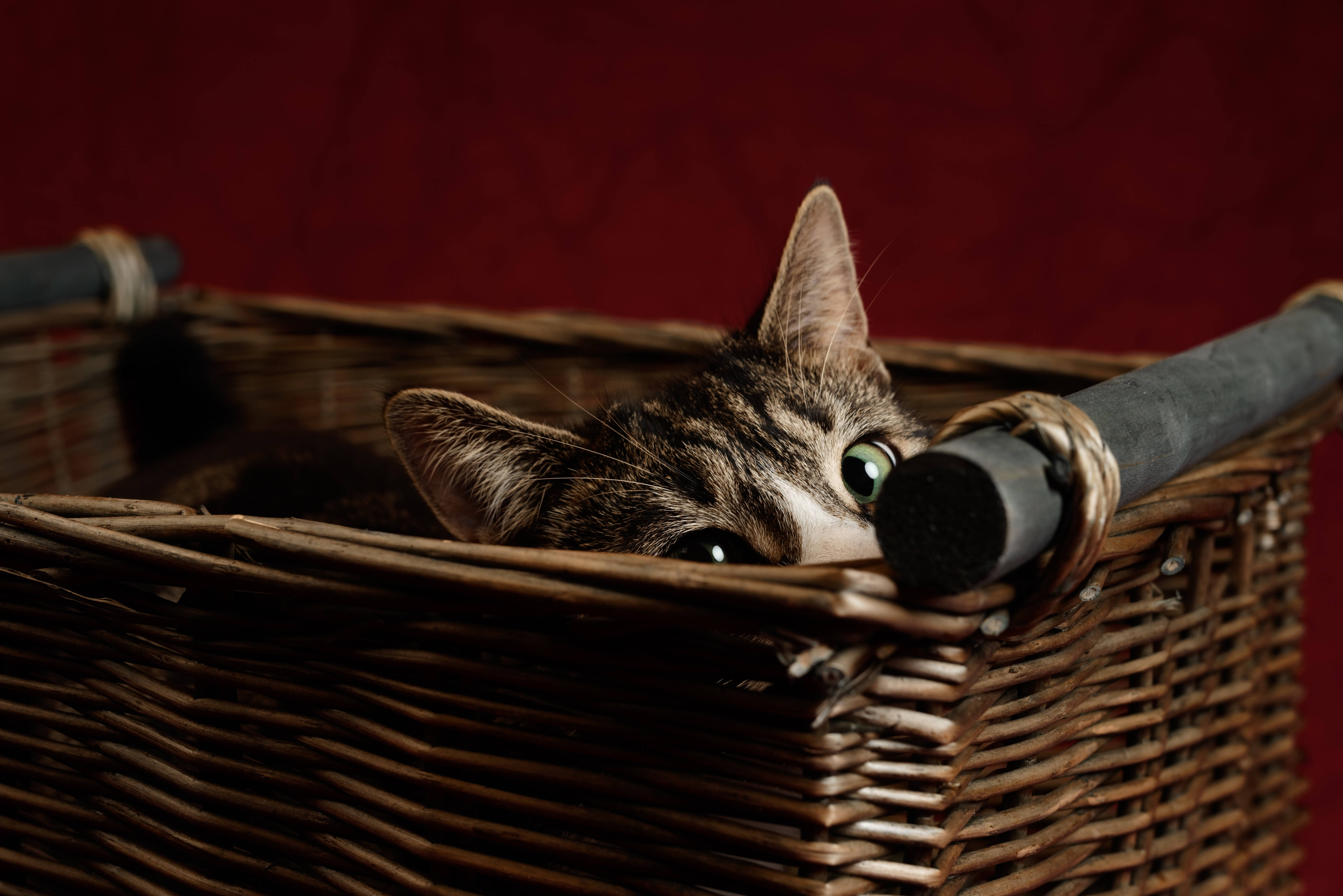 tabby cat, green eyes, woven wicker basket, 5K Desktop Wallpaper