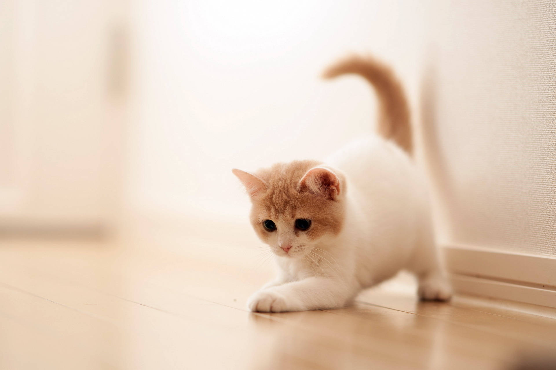 cute kitty, orange tail, fluffy cream and white kitten, Full HD Desktop Wallpaper