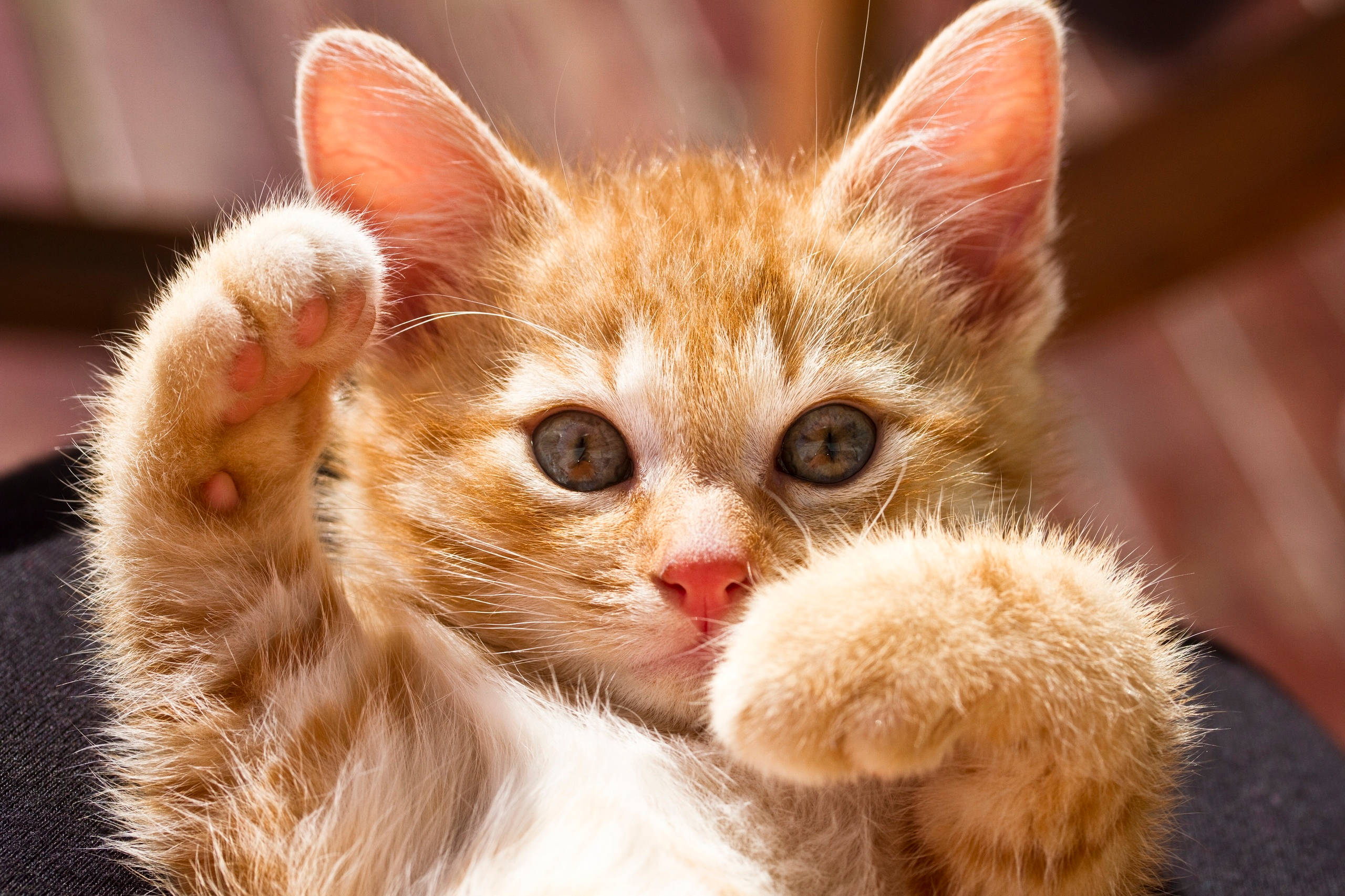orange tabby kitten, wide eyes, raised paws, 2K Desktop Wallpaper