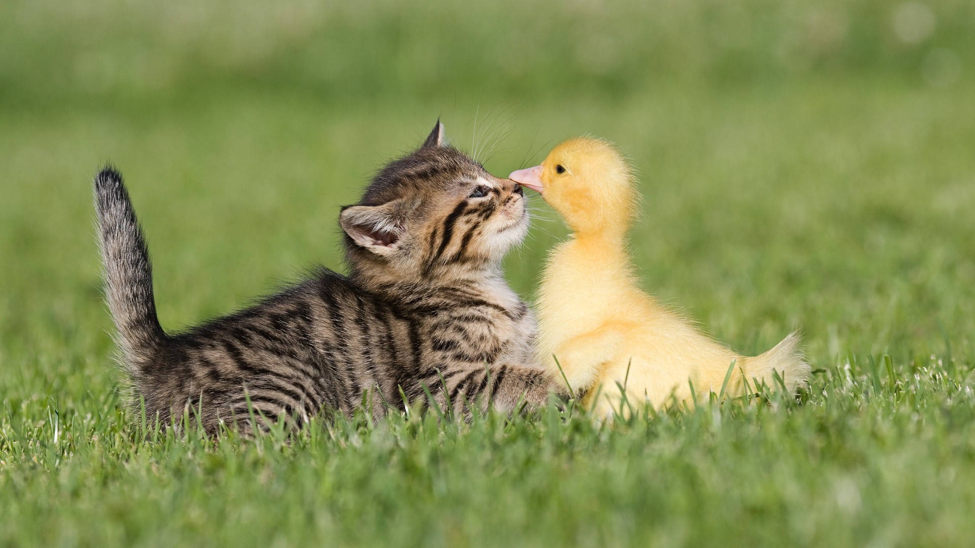 tabby kitten, fluffy yellow duckling, vibrant green grass, Full HD Desktop Wallpaper