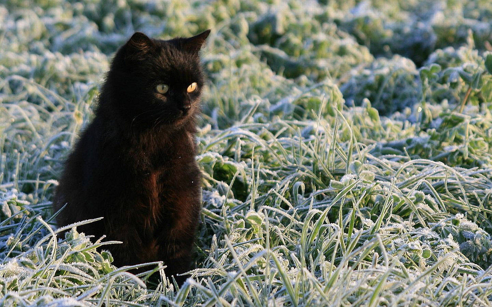 cute kitty, flower field, black cat, HD Desktop Wallpaper
