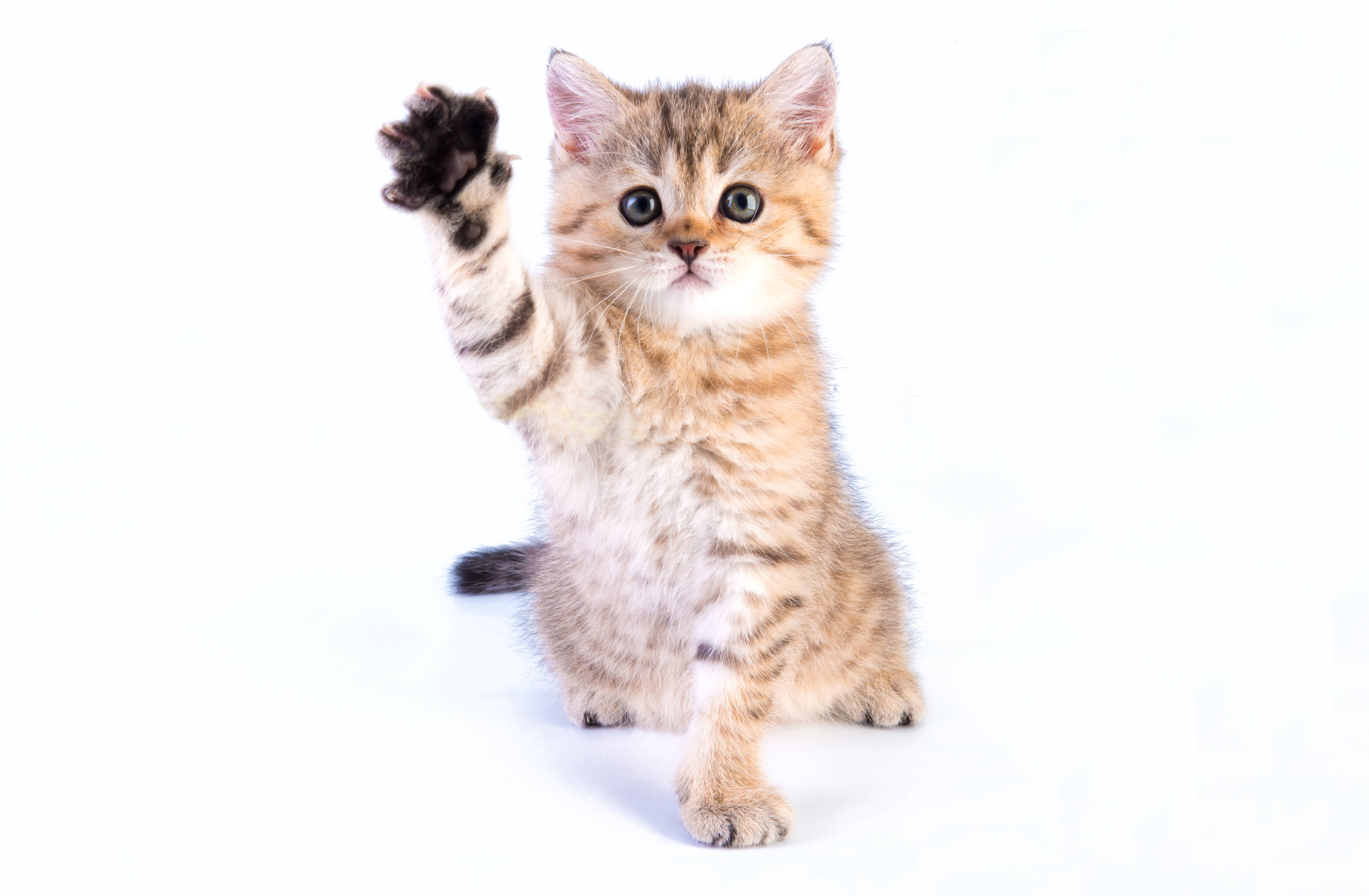 cute kitty, tabby kitten, wide blue eyes, 4K Desktop Wallpaper
