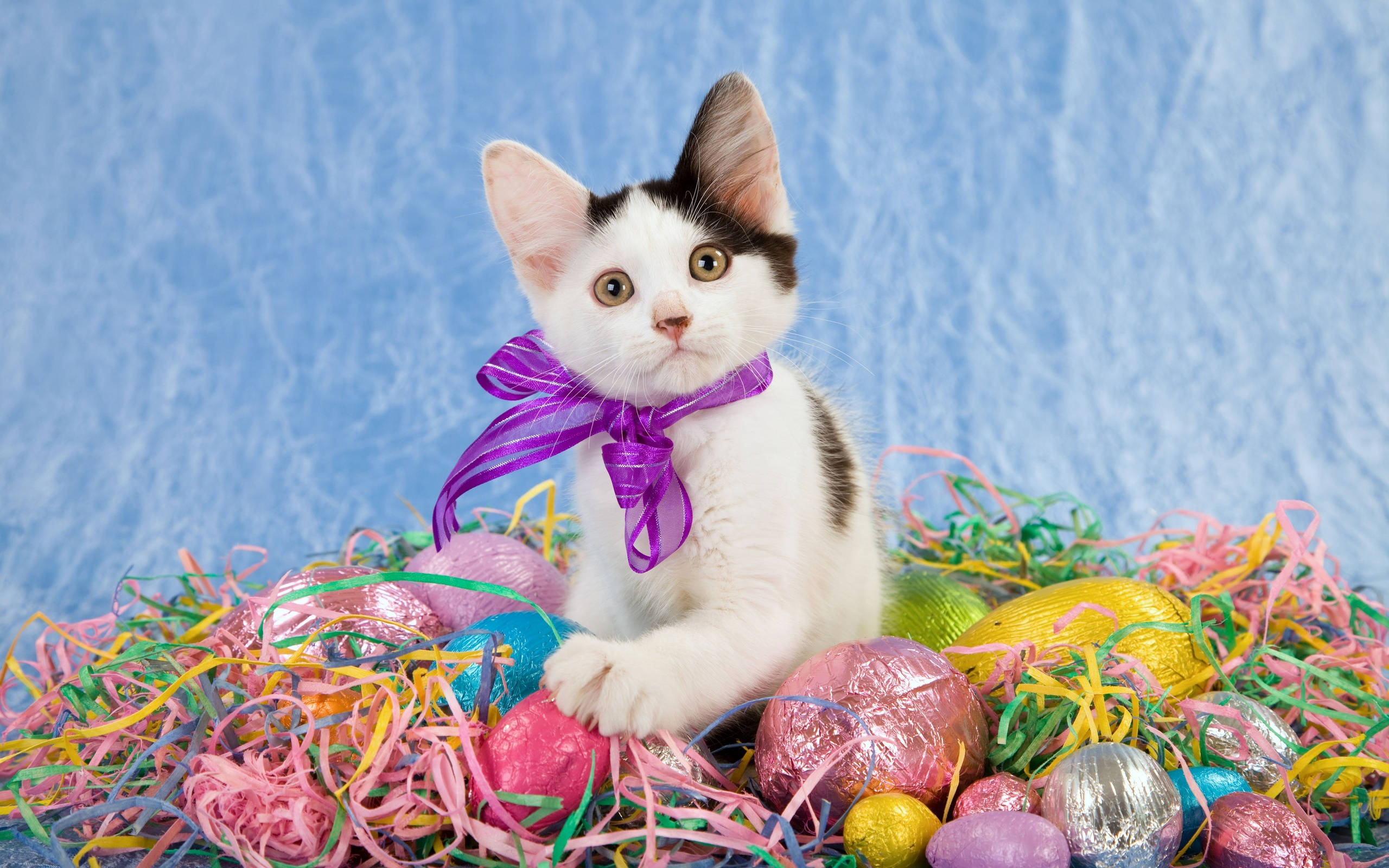 black and white kitten, purple bow, colorful foil-wrapped Easter eggs, 2K Desktop Wallpaper